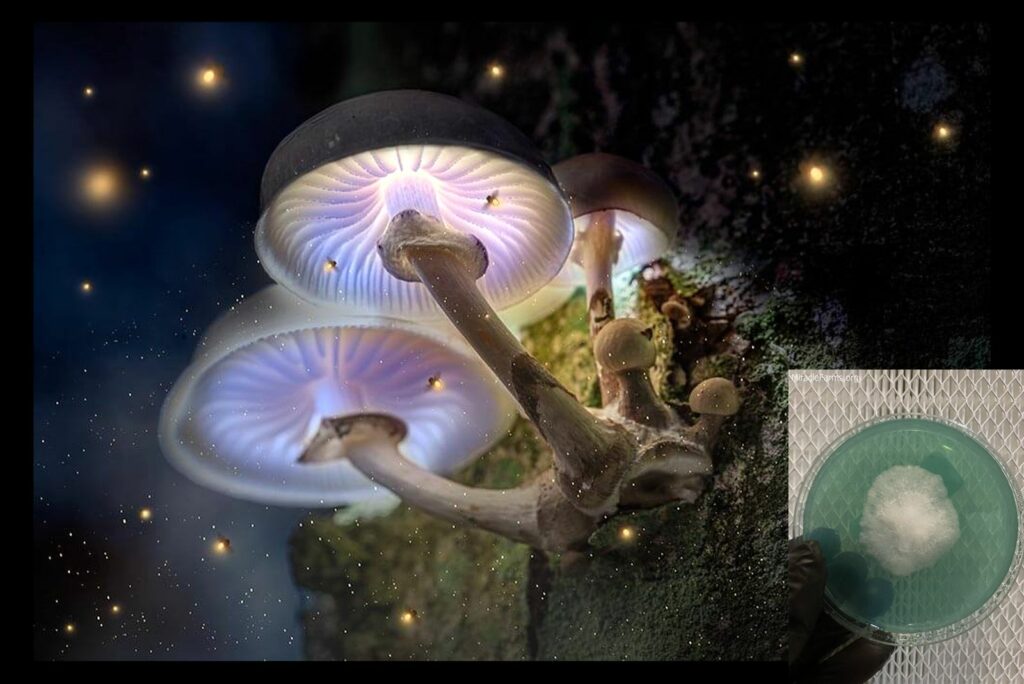 everything you need to know about psychedelic mushroom strains