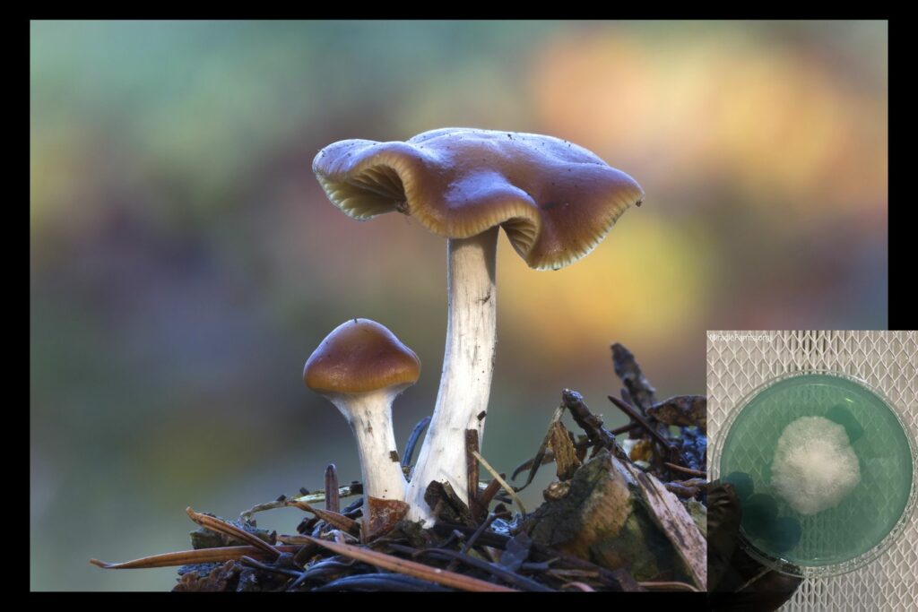 most potent magic mushrooms Psilocybe cyanescens