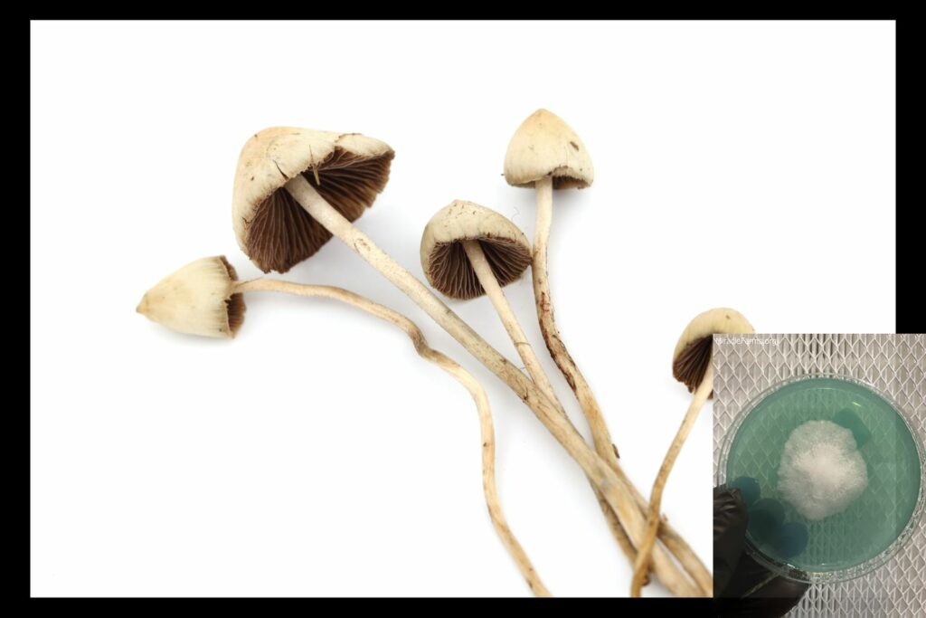 most potent magic mushrooms Psilocybe semilanceata