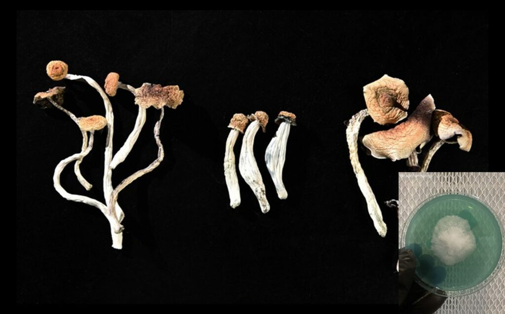 mushrooms strains