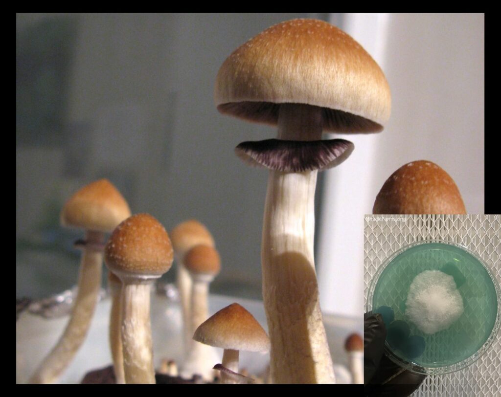 psychedelic mushrooms dose