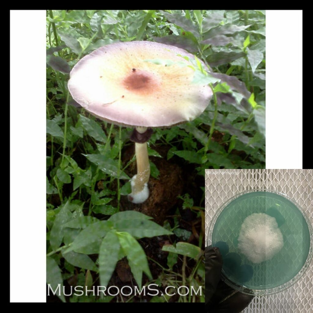 purple mystics florida magic mushrooms x