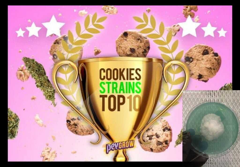 top cookies strains