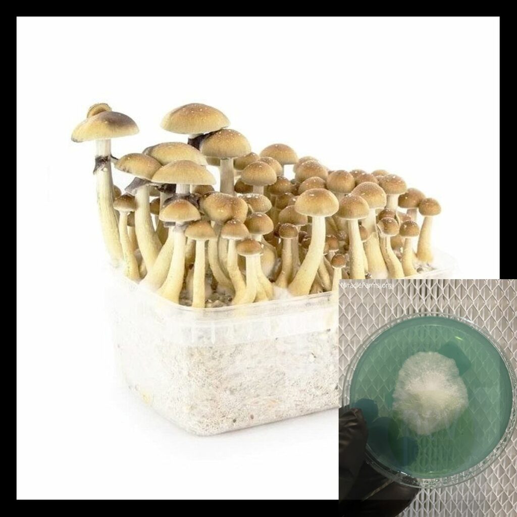 yeti mushroom growing kit