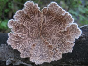 Splitgill Mushroom (Schizophyllum Commune)