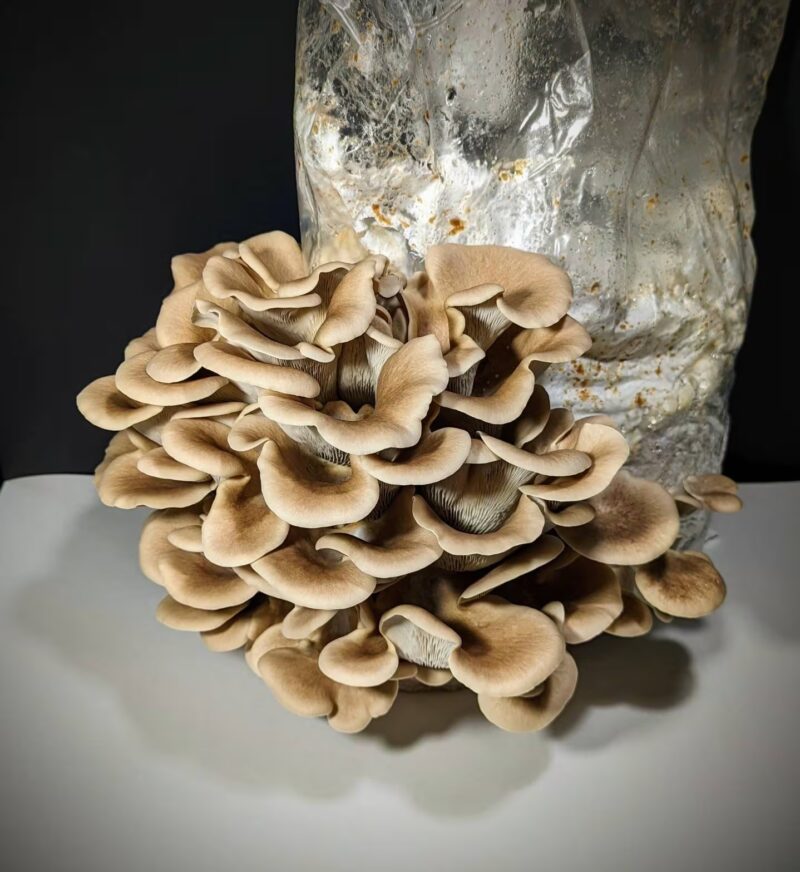 Tarragon Oyster Mushroom (Pleurotus Eunosmus)