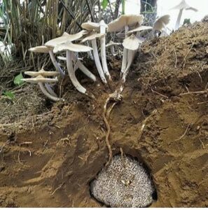Termite Mushroom (Termitomyces Albuminosus)