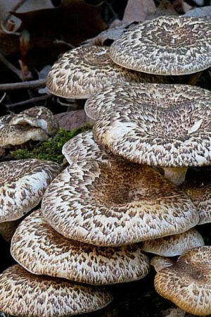 Tiger Sawgill mushroom