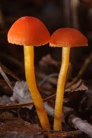 Vermilion Waxcap Mushroom