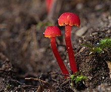 Vermilion waxcap fungi (Hygrocybe miniata