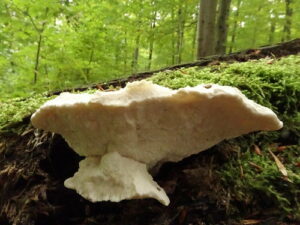 White Rot Fungus