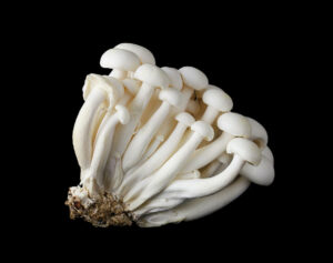 white beech mushrooms bunapi shimeji on black background peter hermes furian