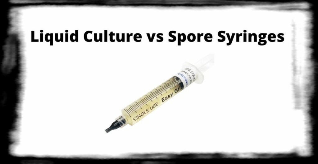 SPORE SYRINGE VS LIQUID CULTURE Liquid Culture vs Spore Syringes x