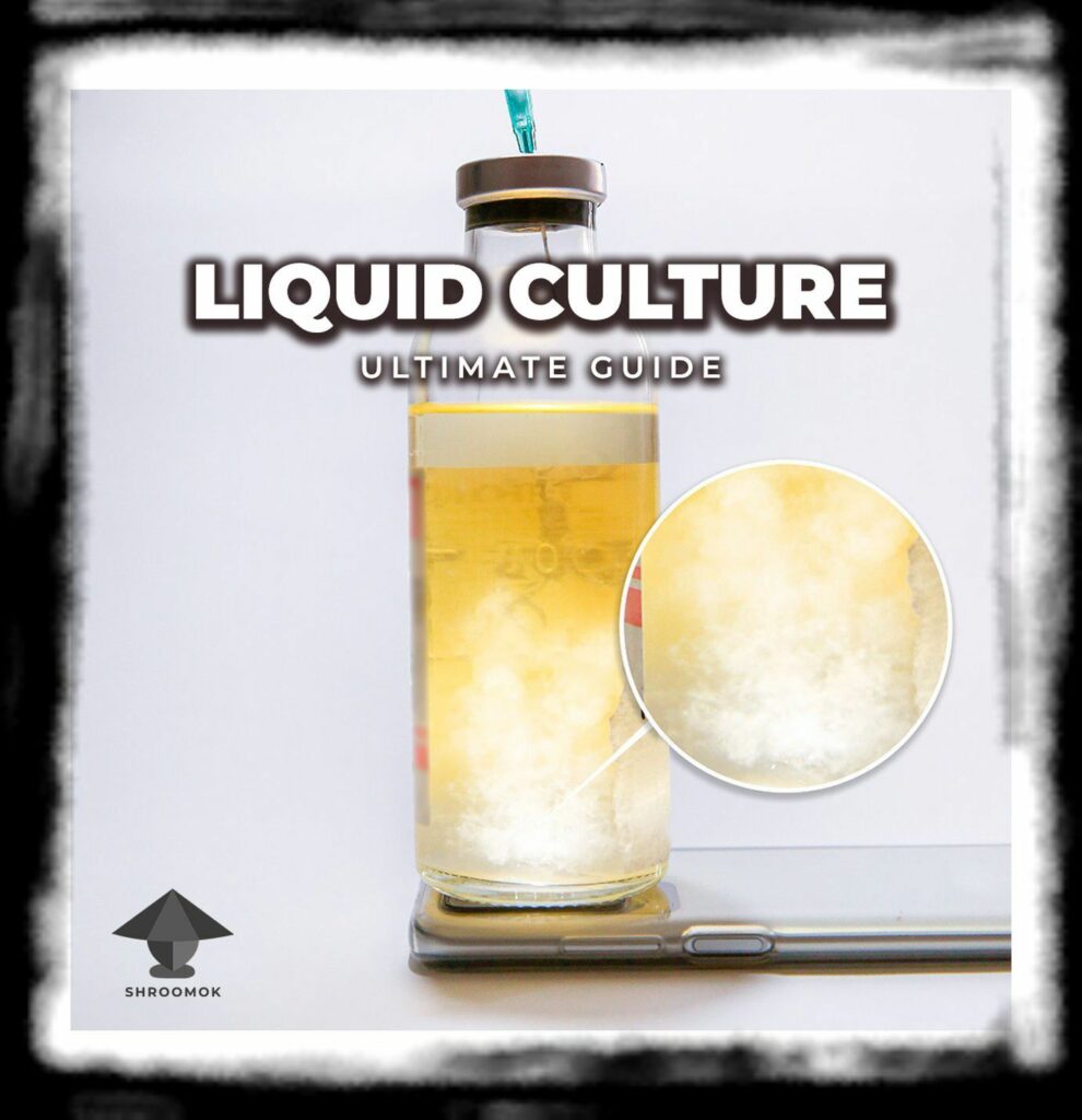 SPORE SYRINGE VS LIQUID CULTURE Mushroom liquid culture ultimate guide