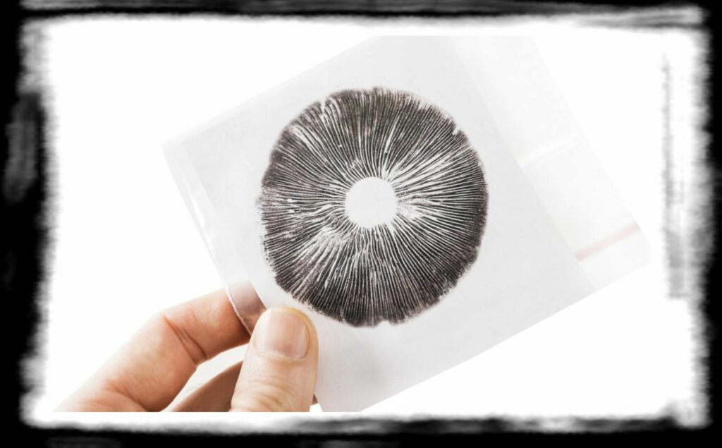SPORE SYRINGE VS LIQUID CULTURE Mushroom spore print in a plastic bag x