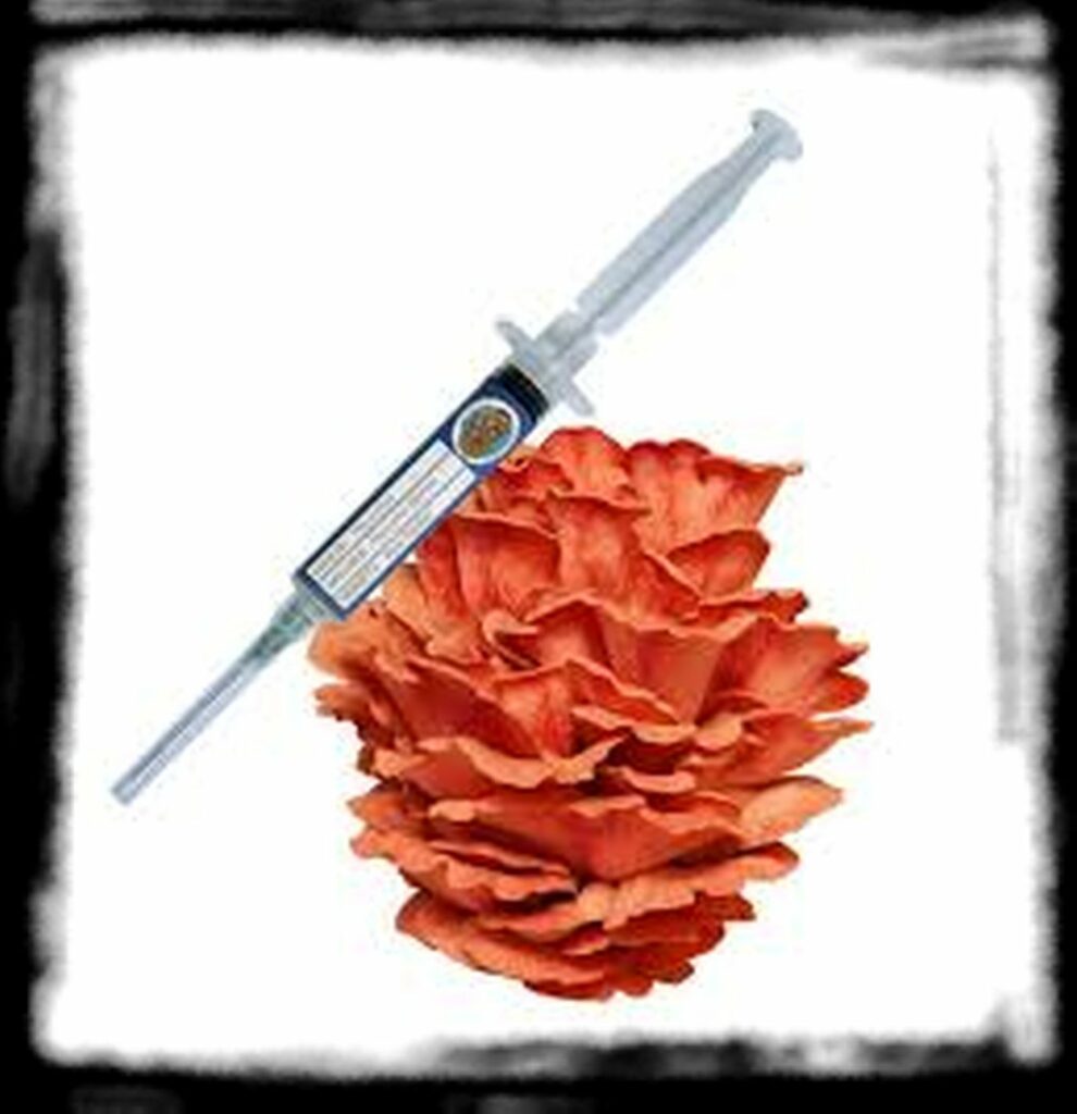 SPORE SYRINGE VS LIQUID CULTURE th Spore Syringe Cover Image Pink Oyster jpg