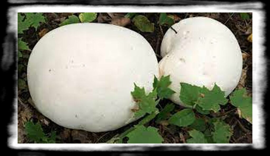 SPORE SYRINGE VS LIQUID CULTURE th giant puffball mushroom liquid culture