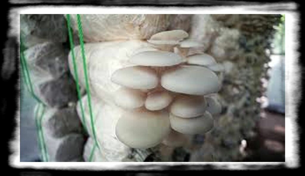 SPORE SYRINGE VS LIQUID CULTURE th liquid fungi