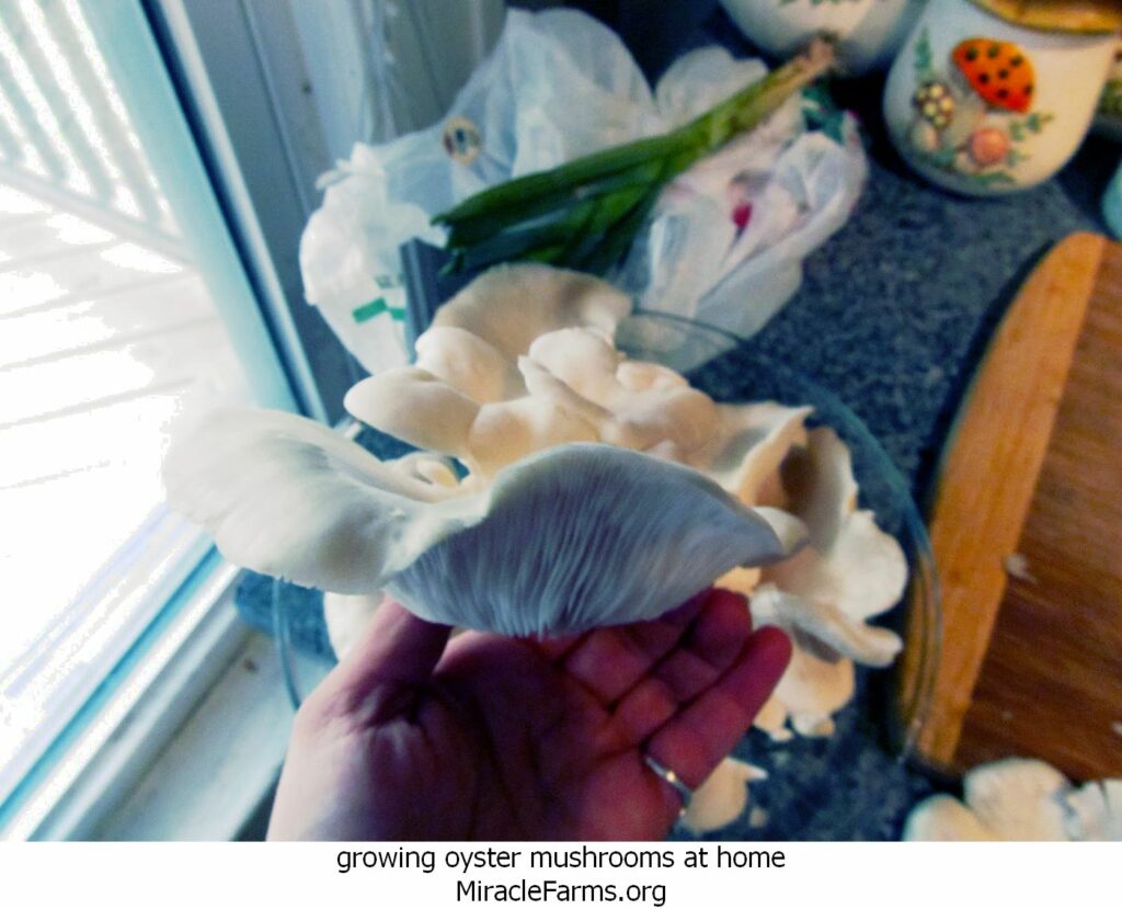 growing oyster mushrooms at home liquid culture syringe