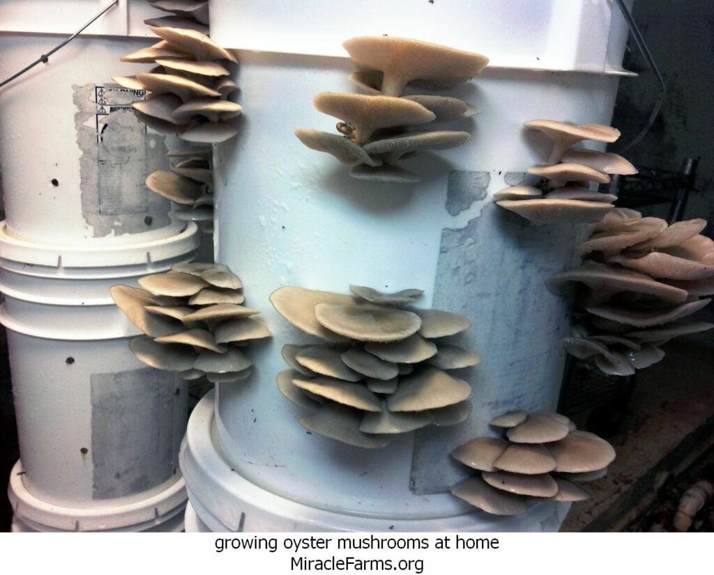 growing oyster mushrooms at home oysterbucket liquid culture syringe