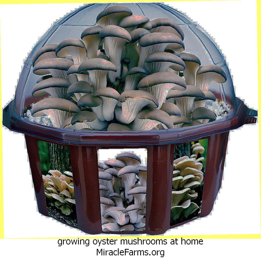 growing oyster mushrooms at home liquid culture syringe
