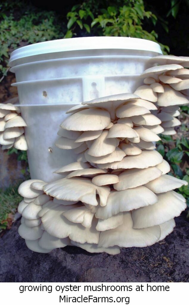 growing oyster mushrooms at home oyster liquid culture syringe