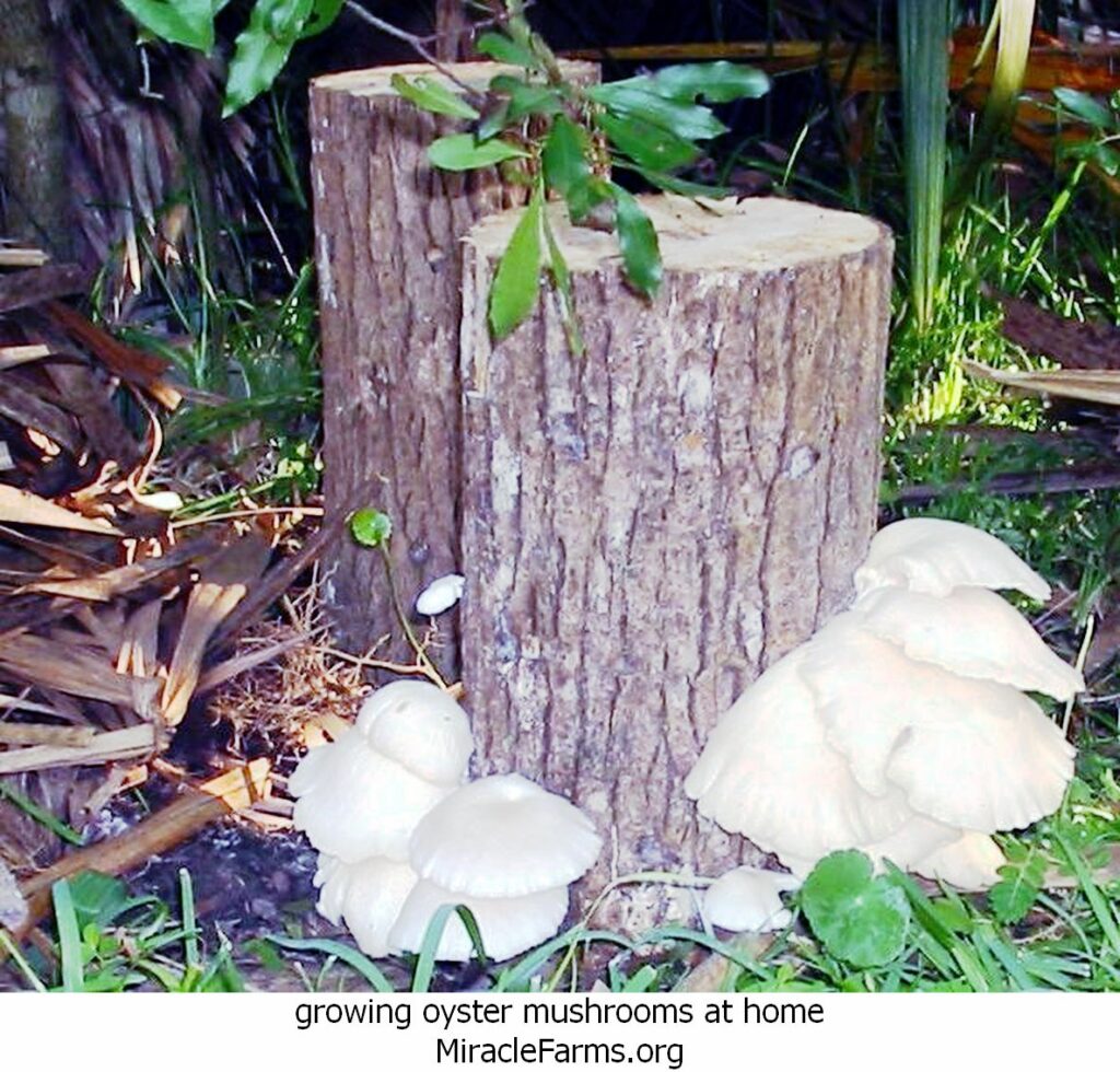 growing oyster mushrooms at home befccddfddae liquid culture syringe