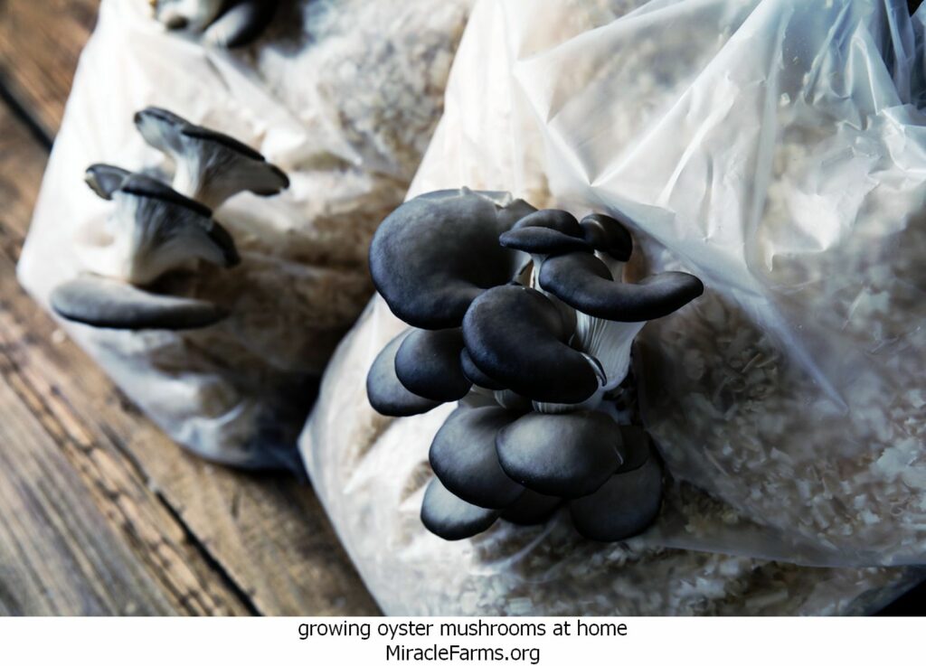 growing oyster mushrooms at home AdobeStock liquid culture syringe