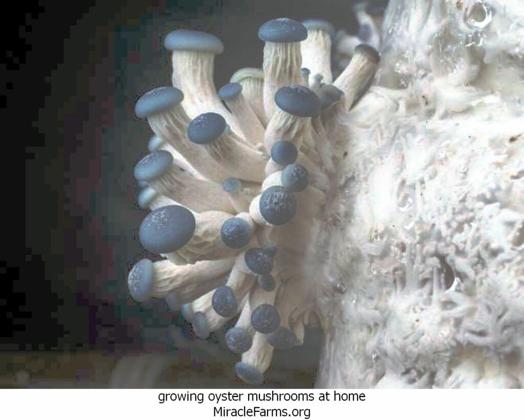 growing oyster mushrooms at home Blue Oyster Mushroom liquid culture syringe