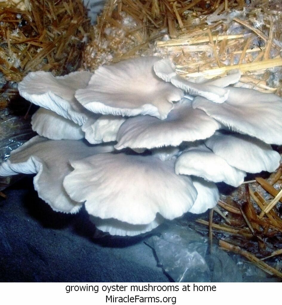 growing oyster mushrooms at home FRSMFEGIWZLIYW liquid culture syringe