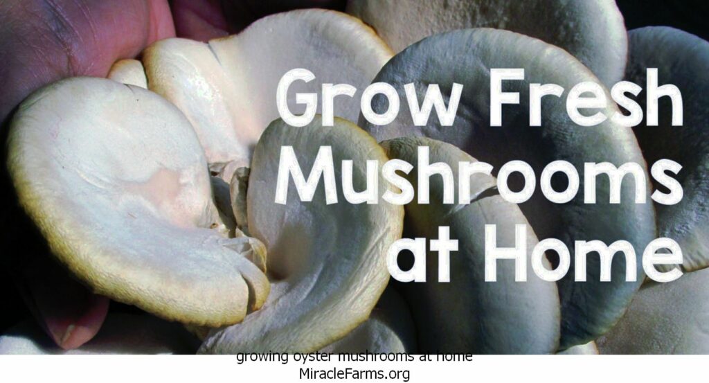 growing oyster mushrooms at home Grow Oyster Mushroom at home x liquid culture syringe