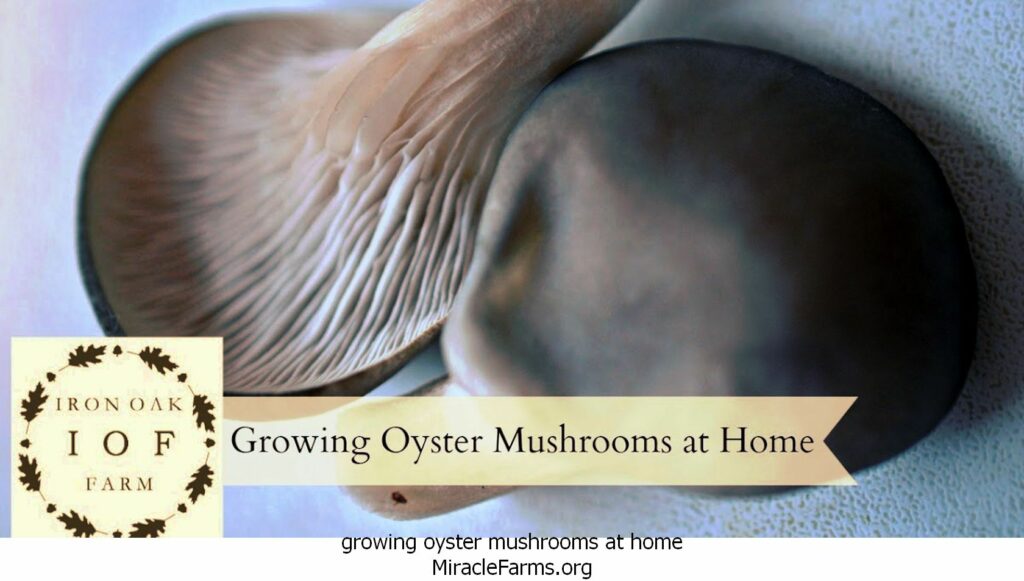 growing oyster mushrooms at home GrowingOysterMushroomsatHome liquid culture syringe