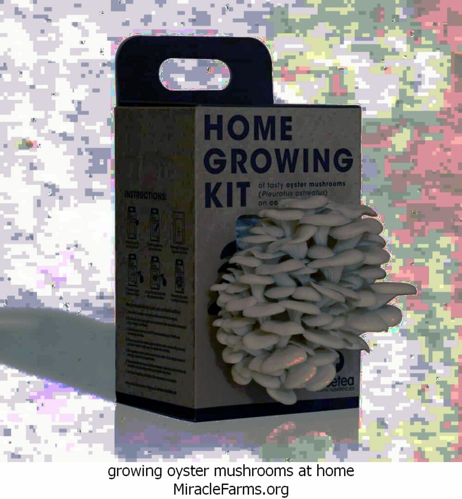growing oyster mushrooms at home Home Growing Kit Resetea liquid culture syringe