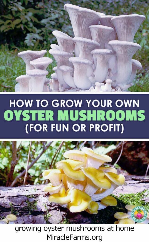 growing oyster mushrooms at home How To Grow Your Own Oyster Mushrooms liquid culture syringe