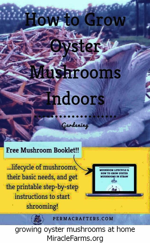 growing oyster mushrooms at home How to Grow Oyster Mushrooms Indoors c liquid culture syringe