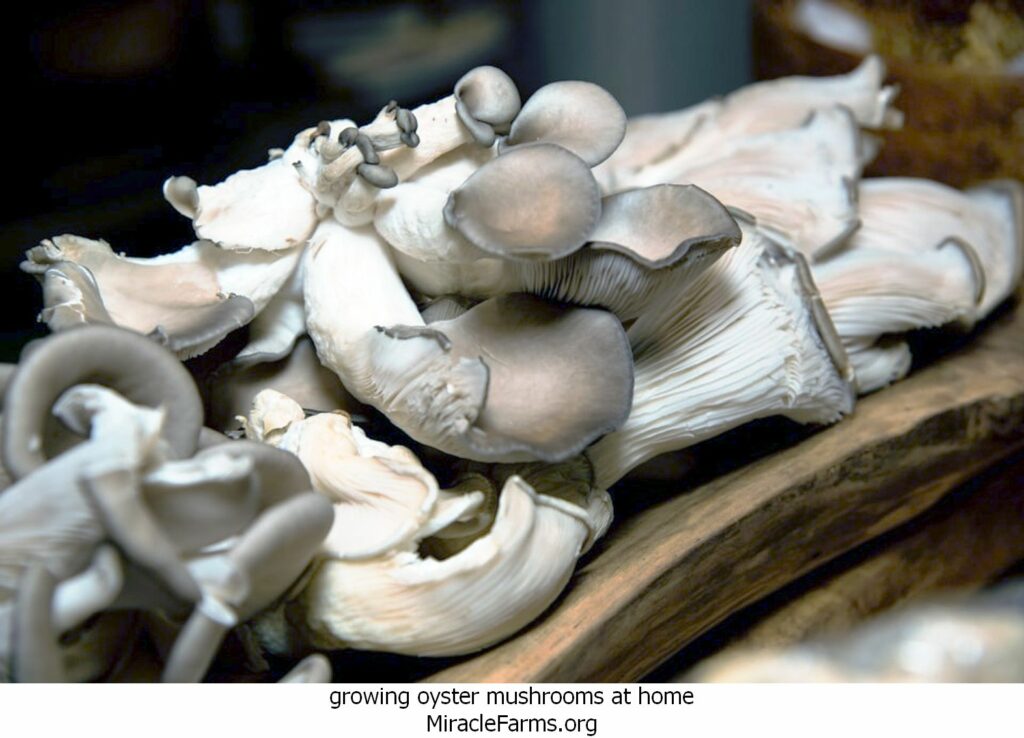 growing oyster mushrooms at home How to Grow Oyster Nushrooms liquid culture syringe