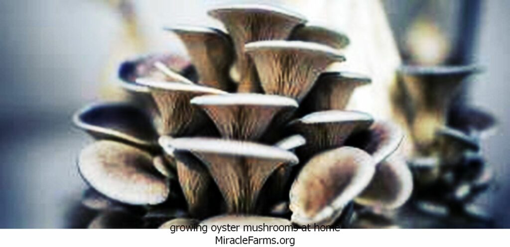 growing oyster mushrooms at home How to grow Oyster mushrooms x liquid culture syringe