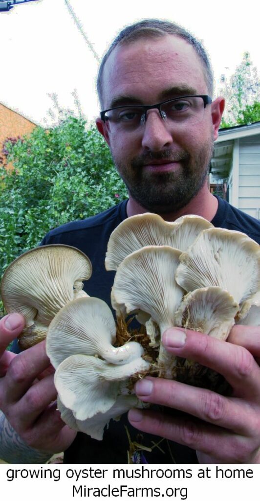 growing oyster mushrooms at home IMG liquid culture syringe