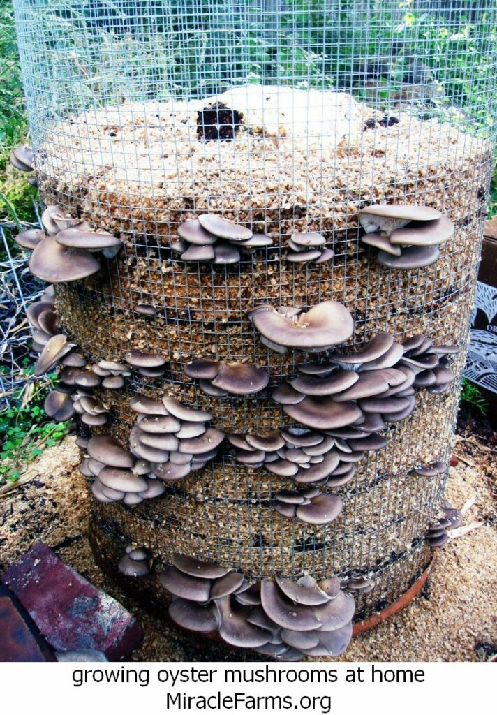 growing oyster mushrooms at home IMG liquid culture syringe