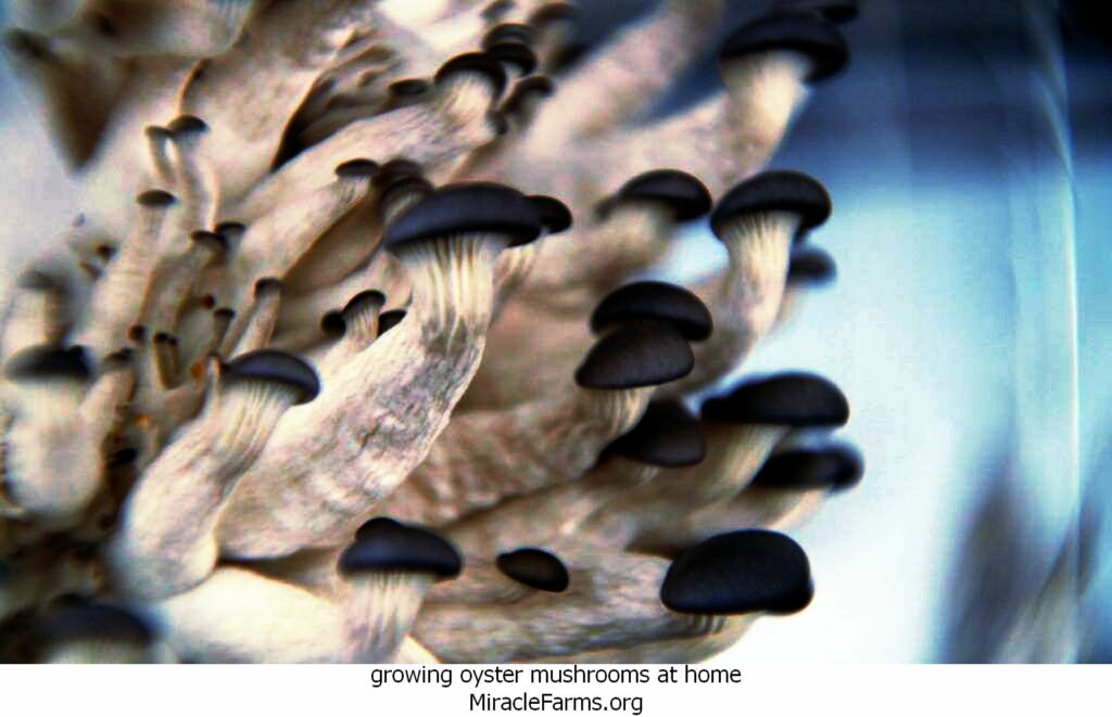 growing oyster mushrooms at home IMG x liquid culture syringe