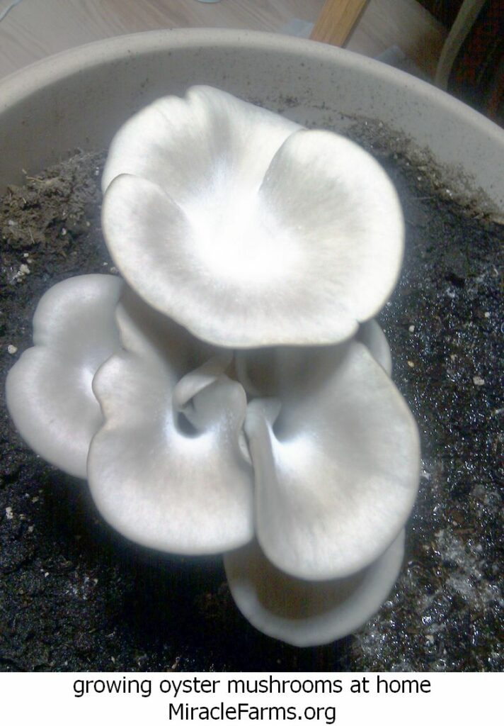 growing oyster mushrooms at home Image result for growing oyster mushrooms at home liquid culture syringe