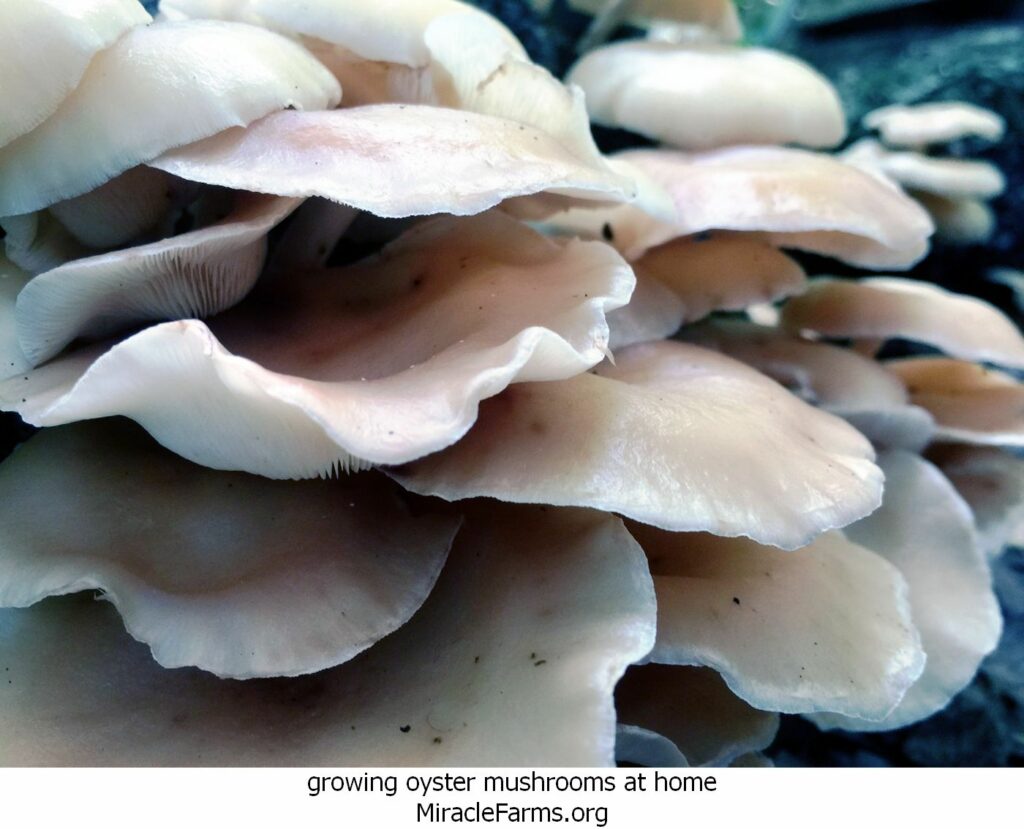 growing oyster mushrooms at home MUSHROOM MAIN liquid culture syringe