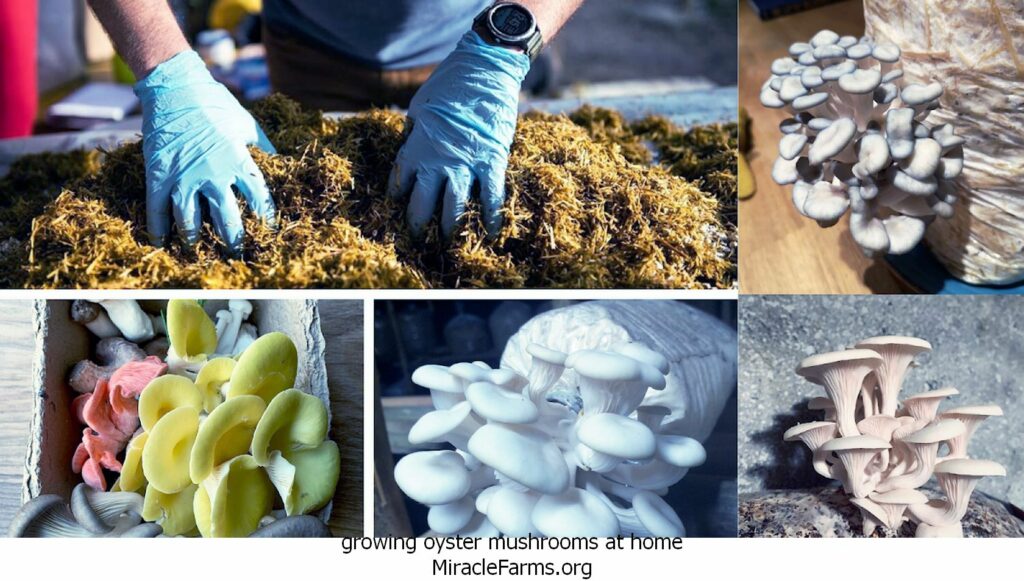 growing oyster mushrooms at home MUSHROOMLEARNINGCENTER Copy liquid culture syringe