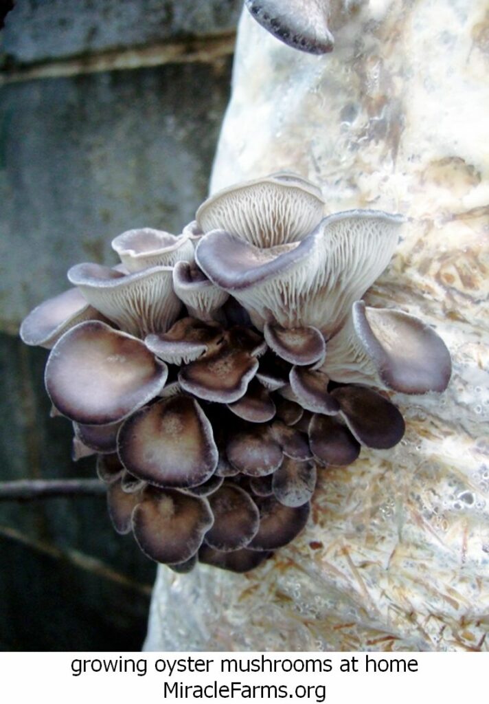 growing oyster mushrooms at home Mushroom Blue Oyster Grow Kit liquid culture syringe