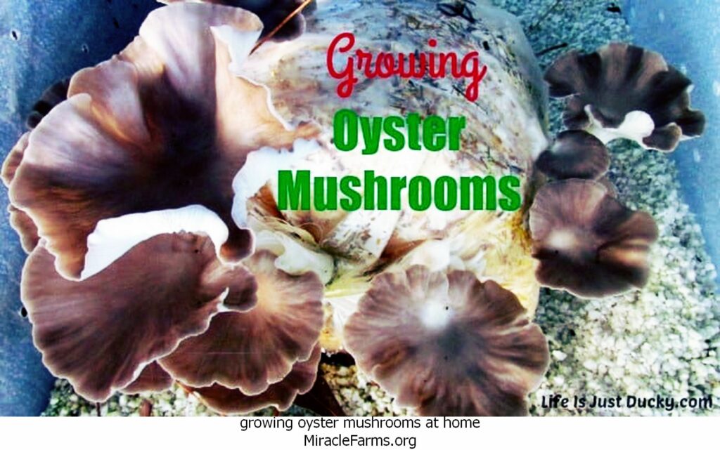 growing oyster mushrooms at home Oyster liquid culture syringe