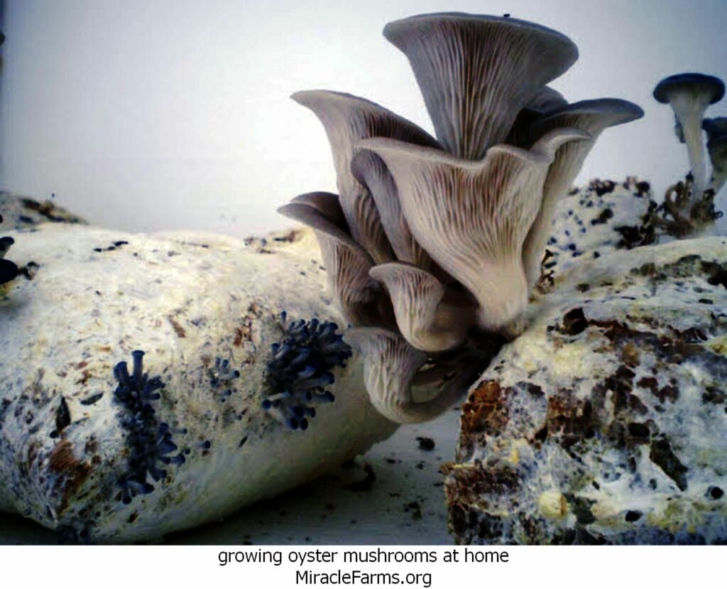 growing oyster mushrooms at home P liquid culture syringe