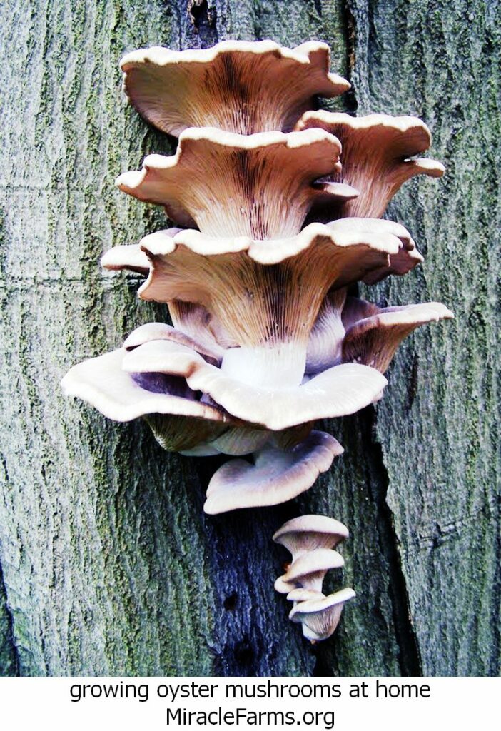 growing oyster mushrooms at home Pleurotus ostreatus Oyster fungus a liquid culture syringe