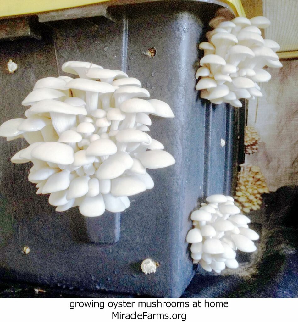 growing oyster mushrooms at home SFQ specialitymushrooms oysterStraw qwfpl liquid culture syringe