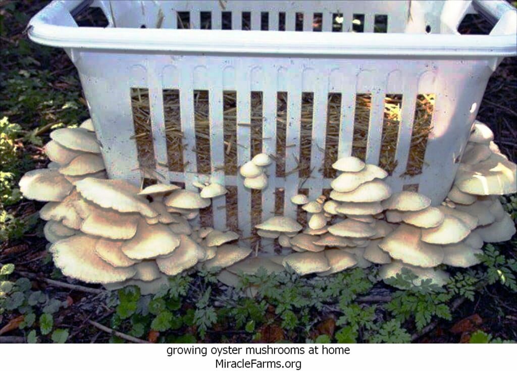 growing oyster mushrooms at home Starting a Mushroom Garden x liquid culture syringe
