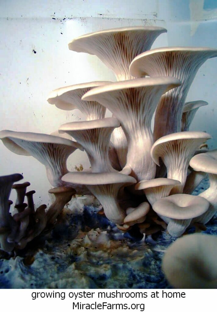 growing oyster mushrooms at home Thisiswhatyouwant liquid culture syringe
